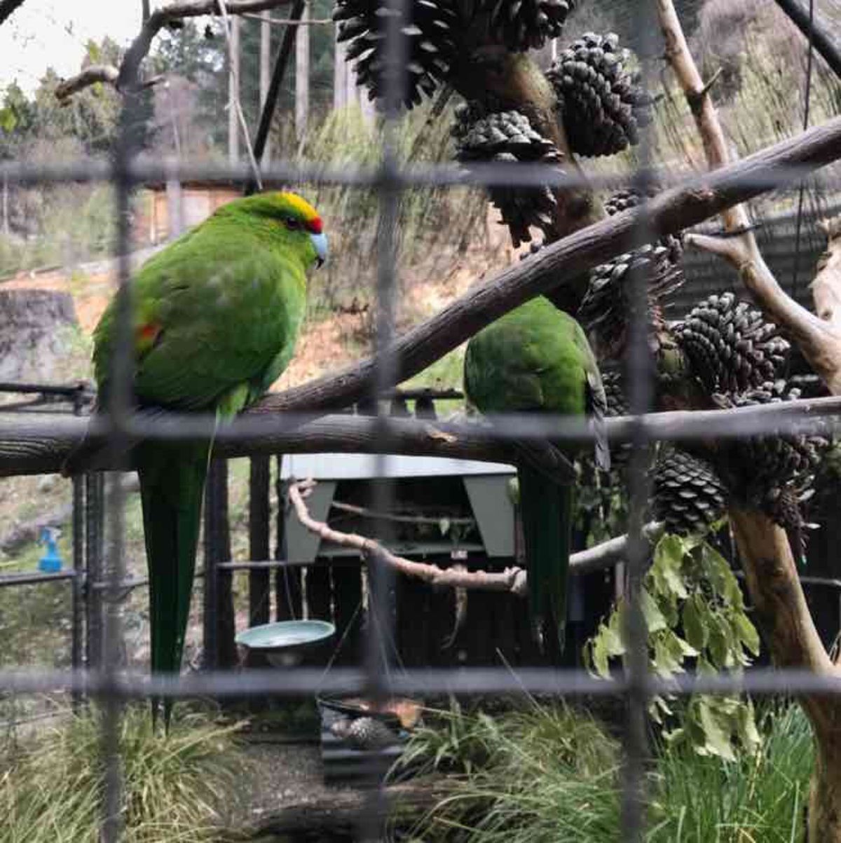 スキッパーズキャニオンツアーのあとは、キーウィバードライフパークやワカティ...