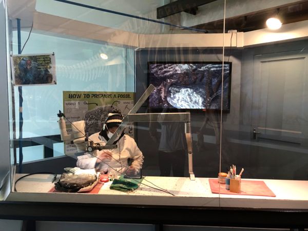 南アフリカ・ケープタウン「ペンギン調査に参加！」の写真：南アフリカ博物館は入場料が安かった記憶
...