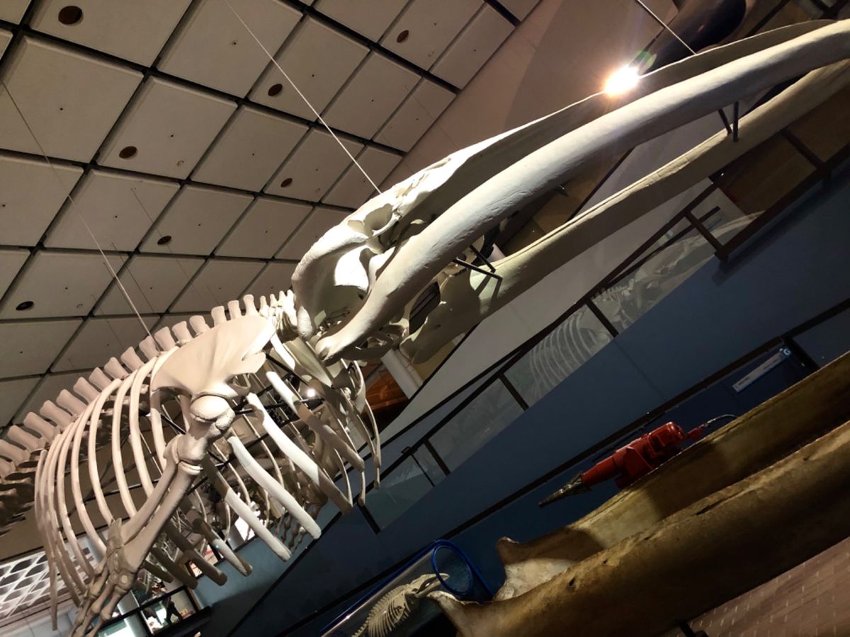 南アフリカ博物館は入場料が安かった記憶
ハッキリ覚えてないけど、300円...