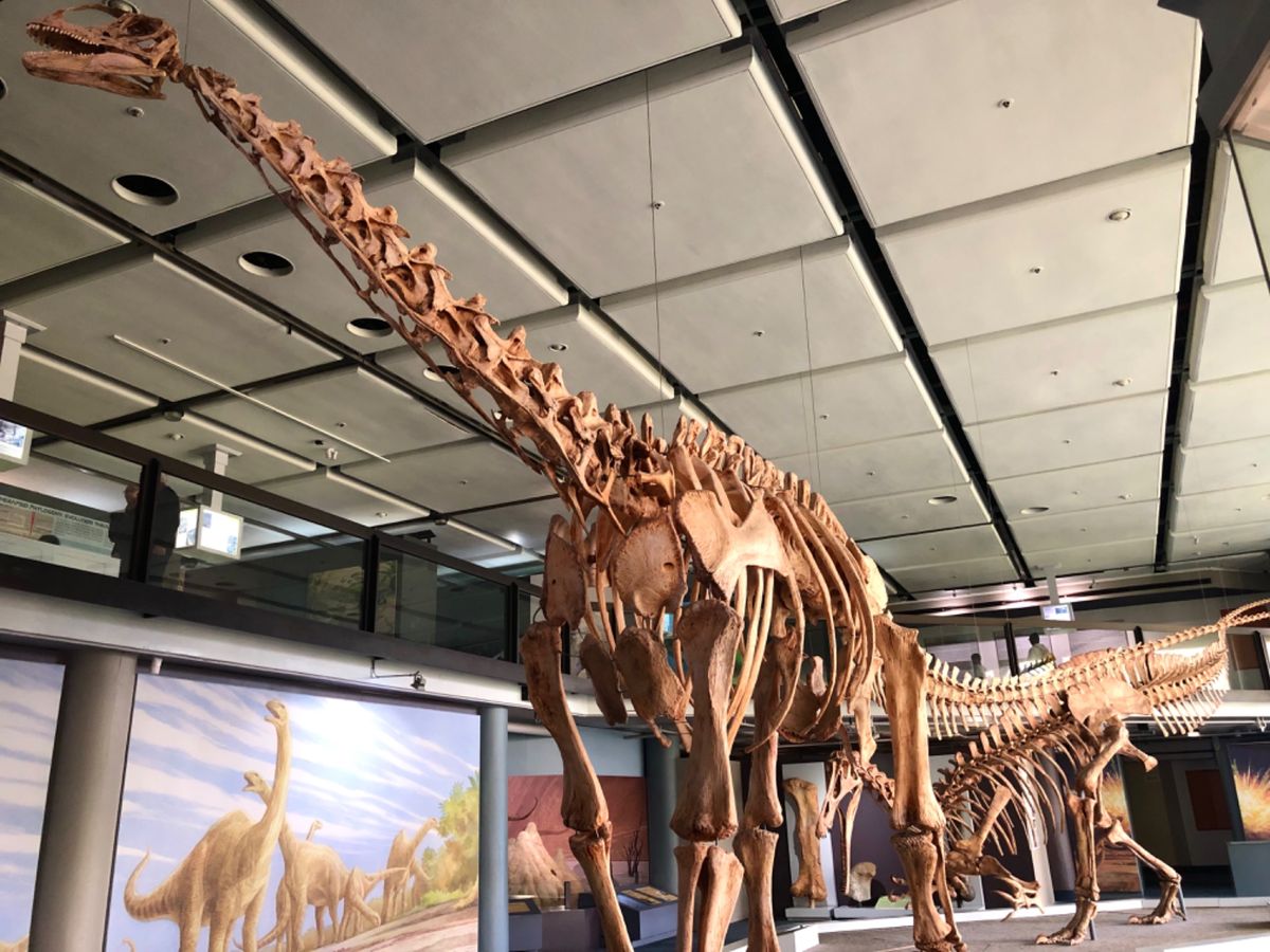 南アフリカ博物館は入場料が安かった記憶
ハッキリ覚えてないけど、300円...