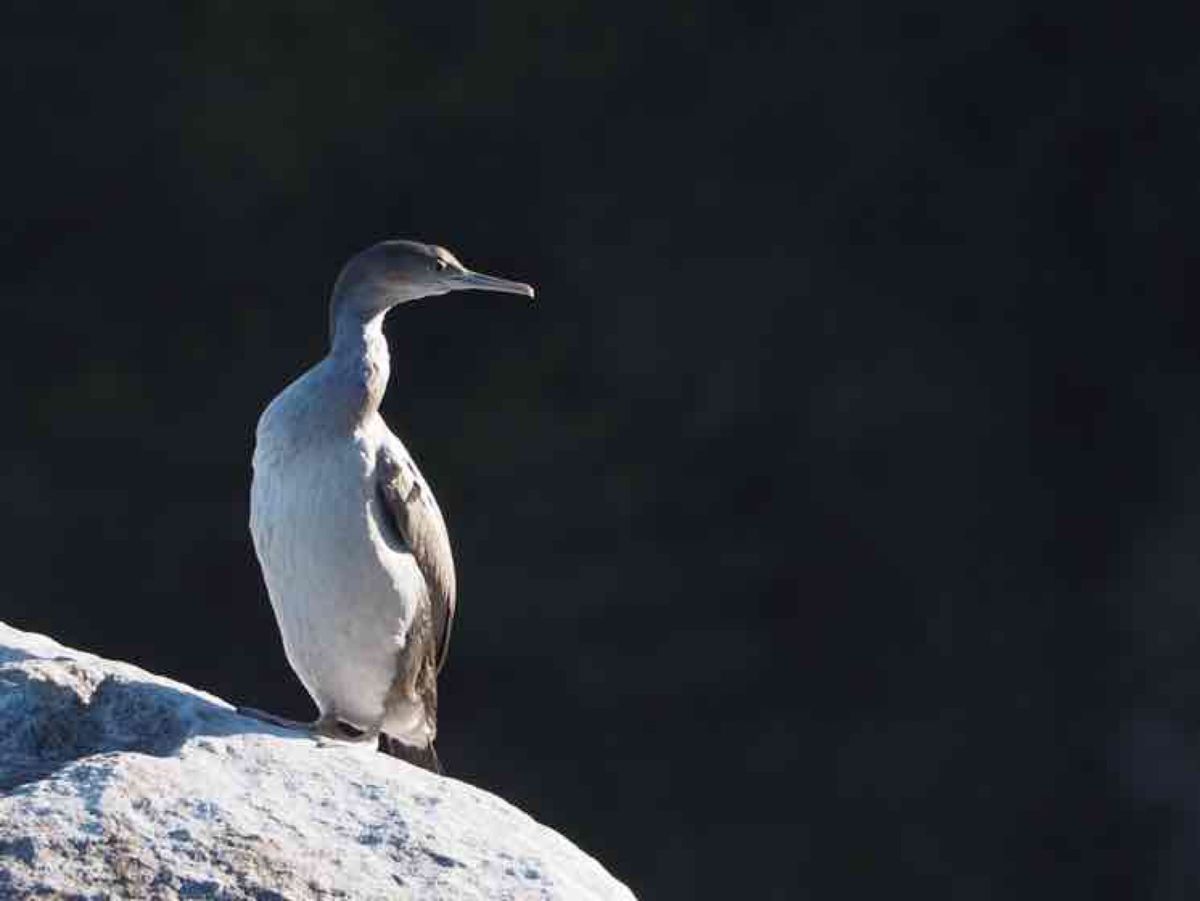 マラハウのロッジを拠点にエイベルタスマン国立公園へ

ここではシーカヤック...