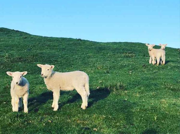 ニュージーランド・オークランド「newzeland」の写真：滞在3日目の早朝にセルフ後撮りをするため...