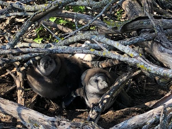 南アフリカ・ケープタウン「ペンギン調査に参加！」の写真：リサーチ最初のタスクはペンギンのネストチ...