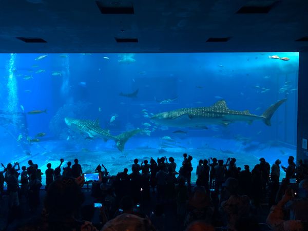 日本・沖縄「Okinawa✈️」の写真