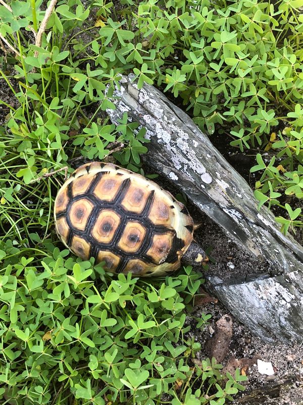 南アフリカ・ケープタウン「ペンギン調査に参加！」の写真：ロベン島にはこの亀があちこちに🐢
結構大...