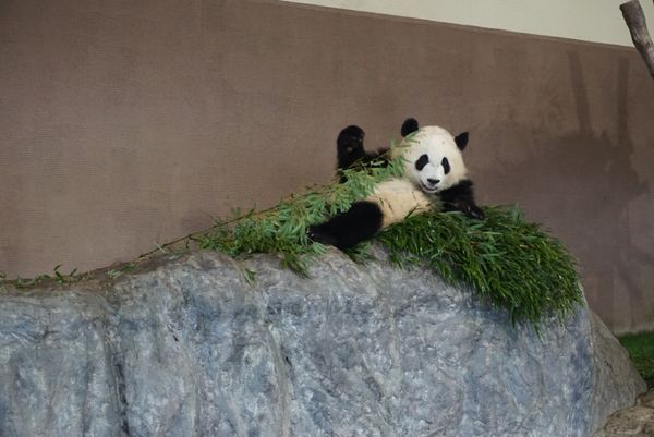 日本・和歌山県「アドベンチャーワールド🐼🐧」の写真：ただただ可愛い。