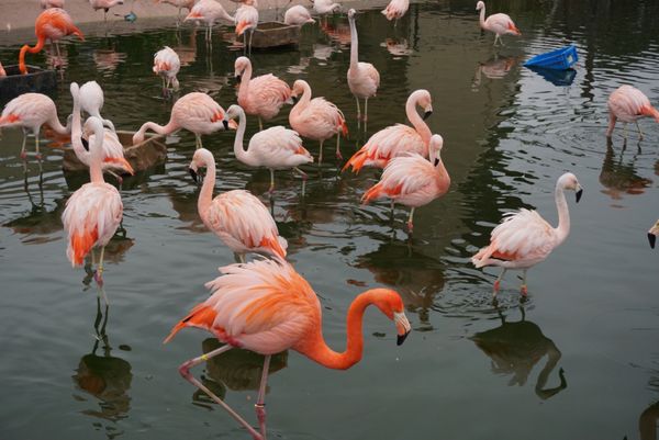 日本・和歌山県「アドベンチャーワールド🐼🐧」の写真