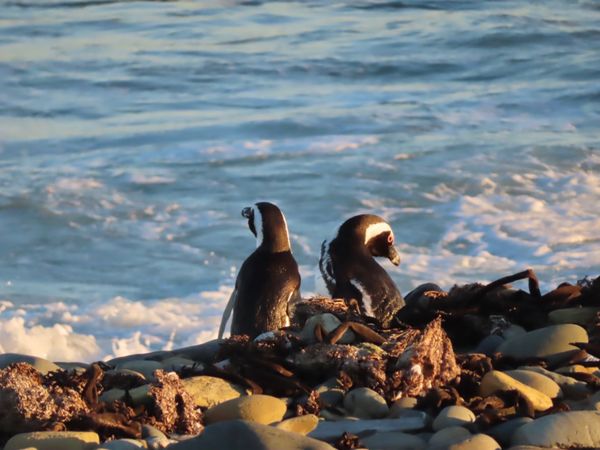 南アフリカ・ケープタウン「ペンギン調査に参加！」の写真：ロベン島ではペンギンたちの巣があるところ...