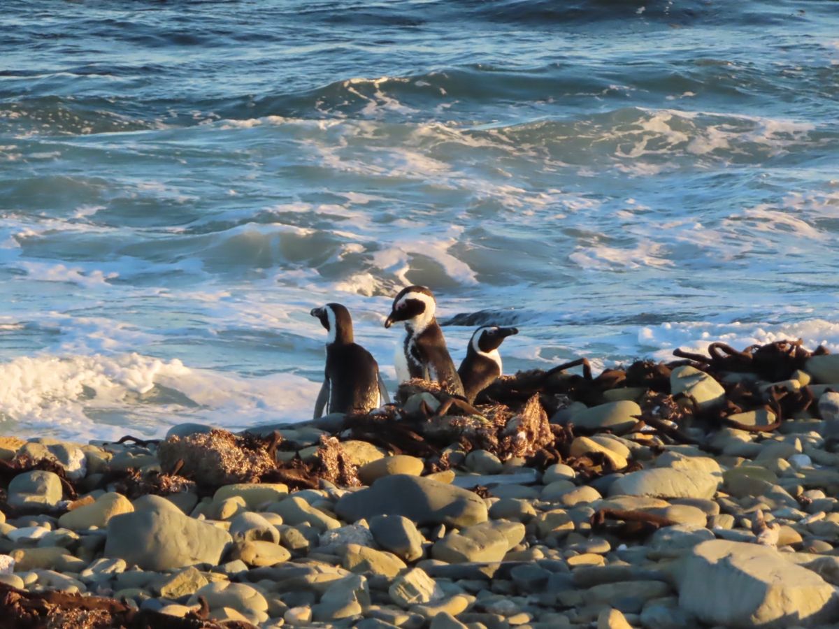 ロベン島ではペンギンたちの巣があるところは
ほとんどが一般人は立ち入り禁止...