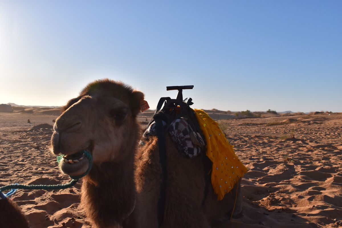 サハラ砂漠🏜でサンセット→砂漠キャンプでカウントダウン→初日の出🐪☆