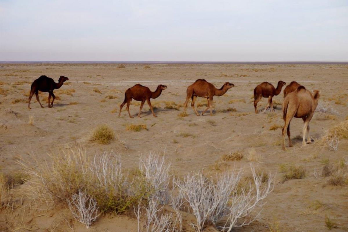 テヘラン南部のカーシャーンという町でタクシーチャーターし、砂漠と塩湖を訪れ...