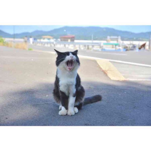 日本・松島「仙台」の写真
