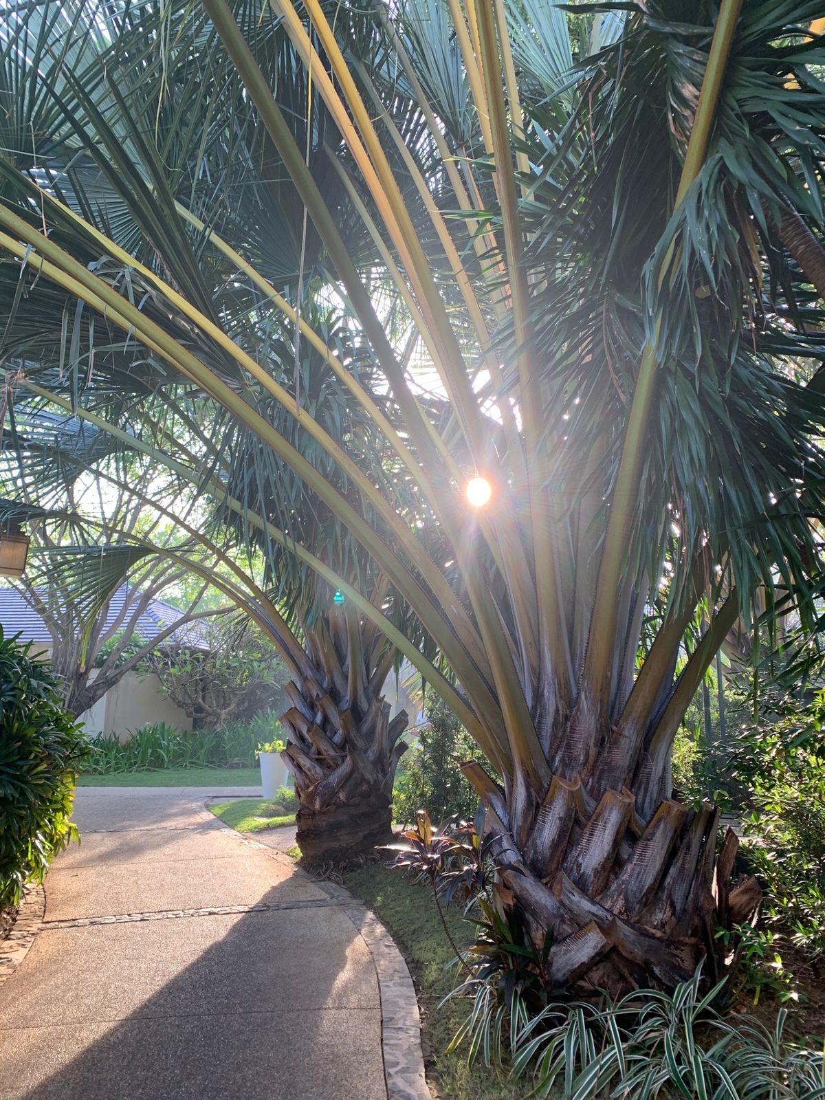 朝の景色もキレイでした♡