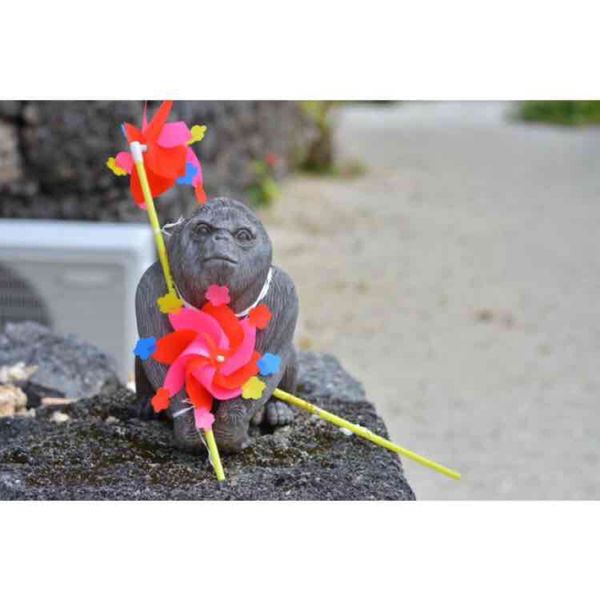 日本・竹富島「沖縄」の写真