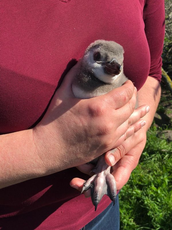 南アフリカ・ケープタウン「ペンギン調査に参加！」の写真：この日会った1番小さな子🐧
P1サイズ
...