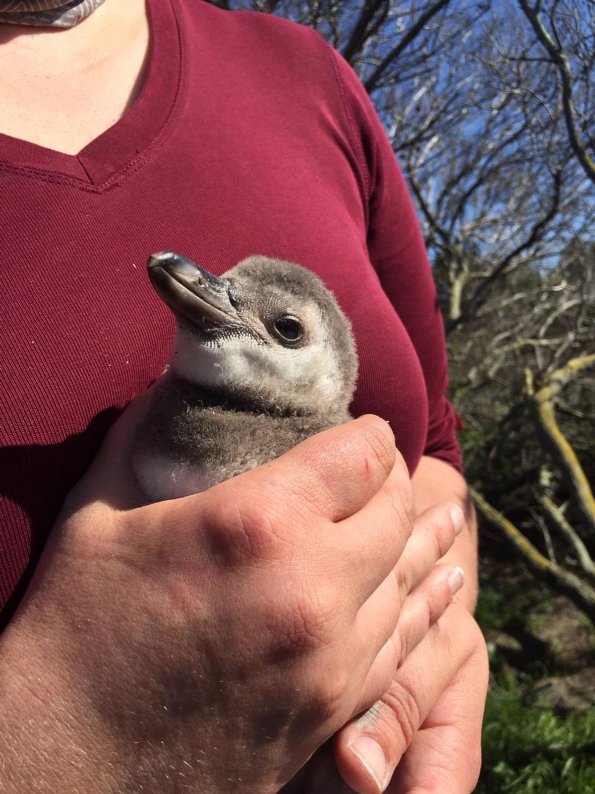 この日会った1番小さな子🐧
P1サイズ

まだ小さいのにあんよ🐾は立派な大...