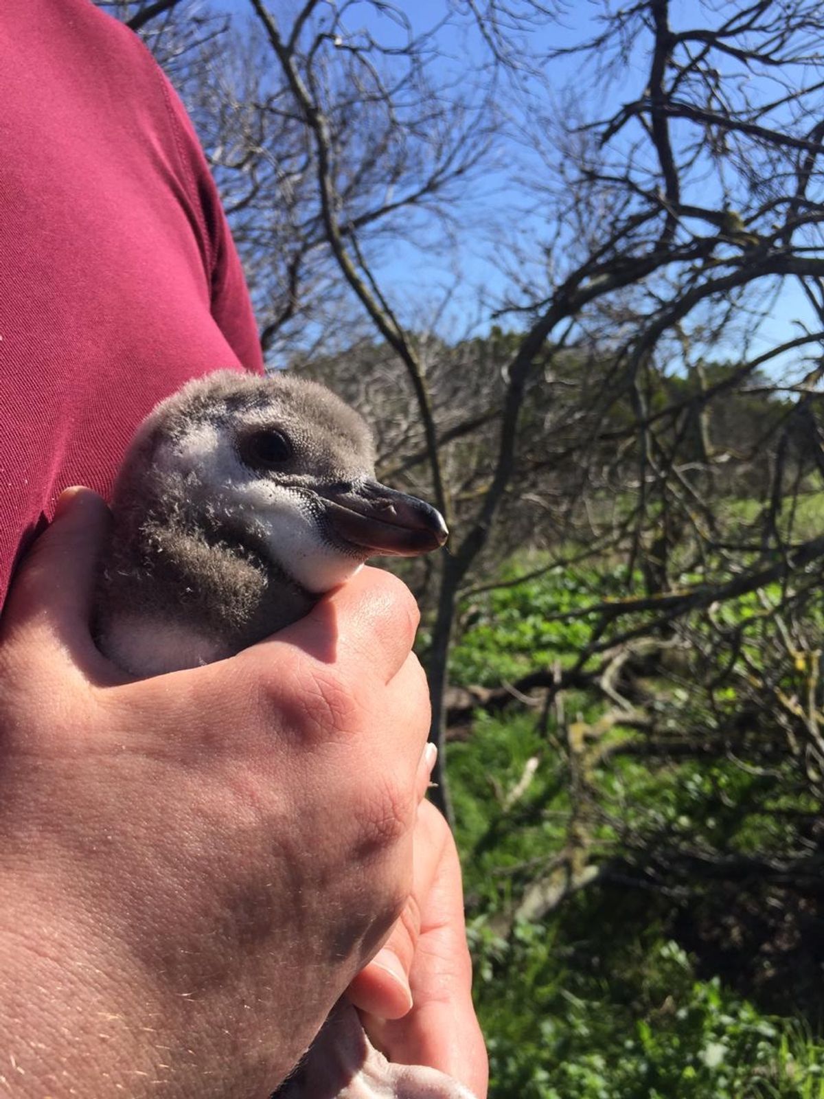 この日会った1番小さな子🐧
P1サイズ

まだ小さいのにあんよ🐾は立派な大...