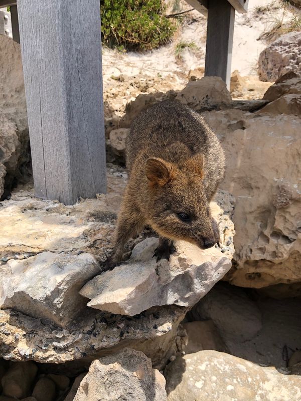 オーストラリア連邦・ロットネスト島「オーストラリア　パース」の写真