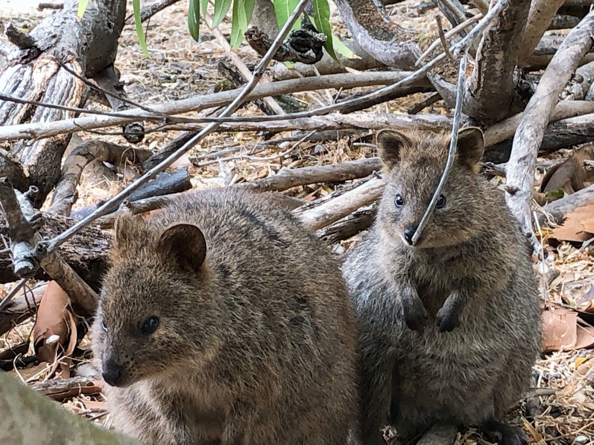 癒しのクオッカ