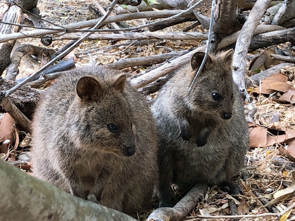 癒しのクオッカ