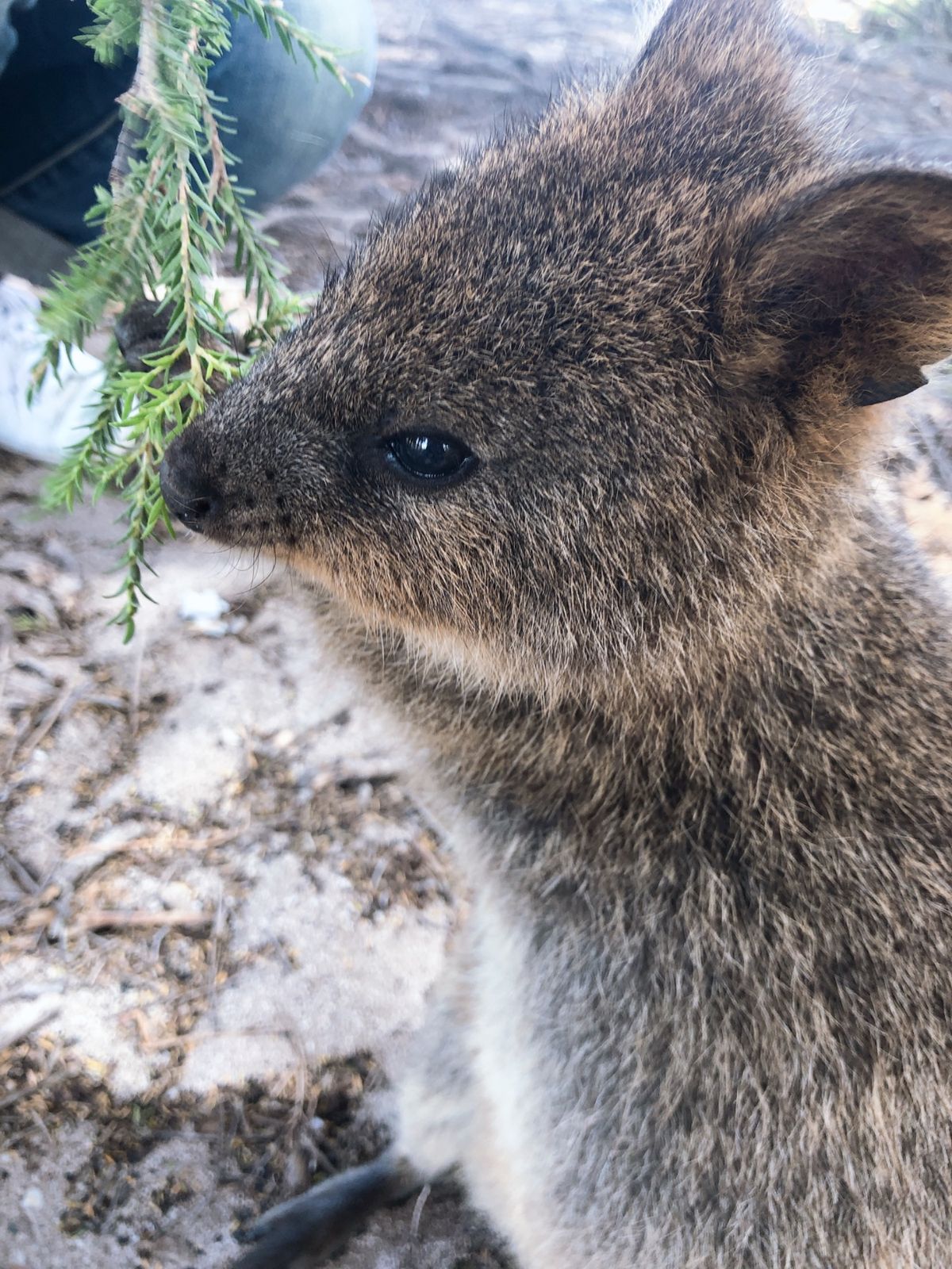 癒しのクオッカ