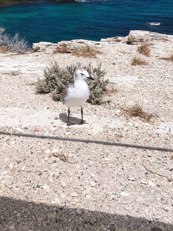 オーストラリア連邦・ロットネスト島「オーストラリア　パース」の写真