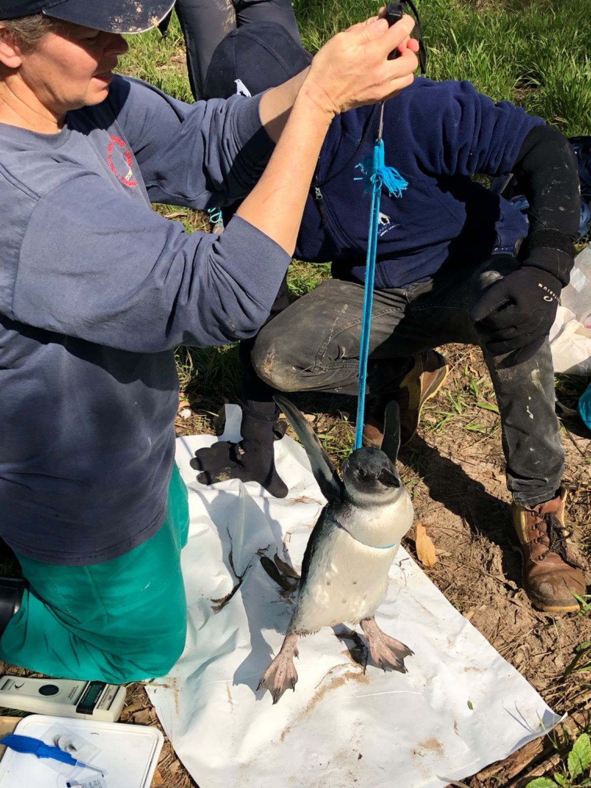 ペンギン🐧の体重測定

紐の上に秤がついてて
紐を羽の下に通して吊るして測...