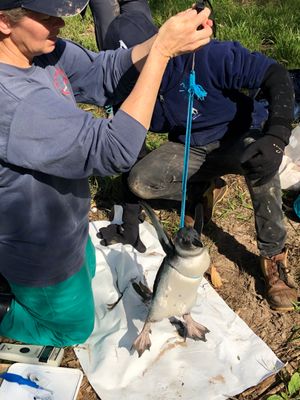 ペンギン🐧の体重測定

紐の上に秤がついてて
紐を羽の下に通して吊るして測...