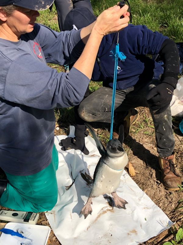 南アフリカ・ケープタウン「ペンギン調査に参加！」の写真：ペンギン🐧の体重測定

紐の上に秤がつい...