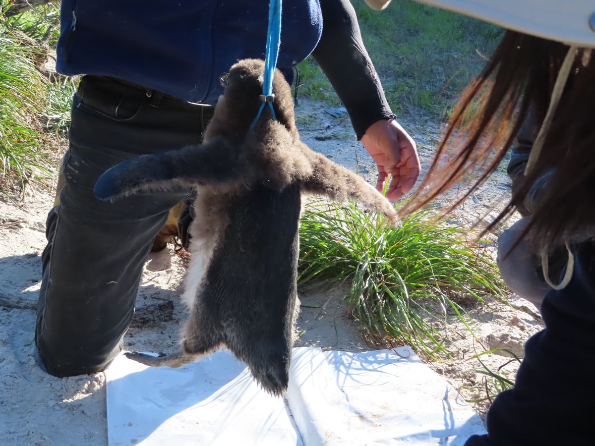 ペンギン🐧の体重測定

紐の上に秤がついてて
紐を羽の下に通して吊るして測...