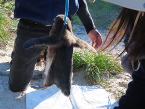 ペンギン🐧の体重測定

紐の上に秤がついてて
紐を羽の下に通して吊るして測...