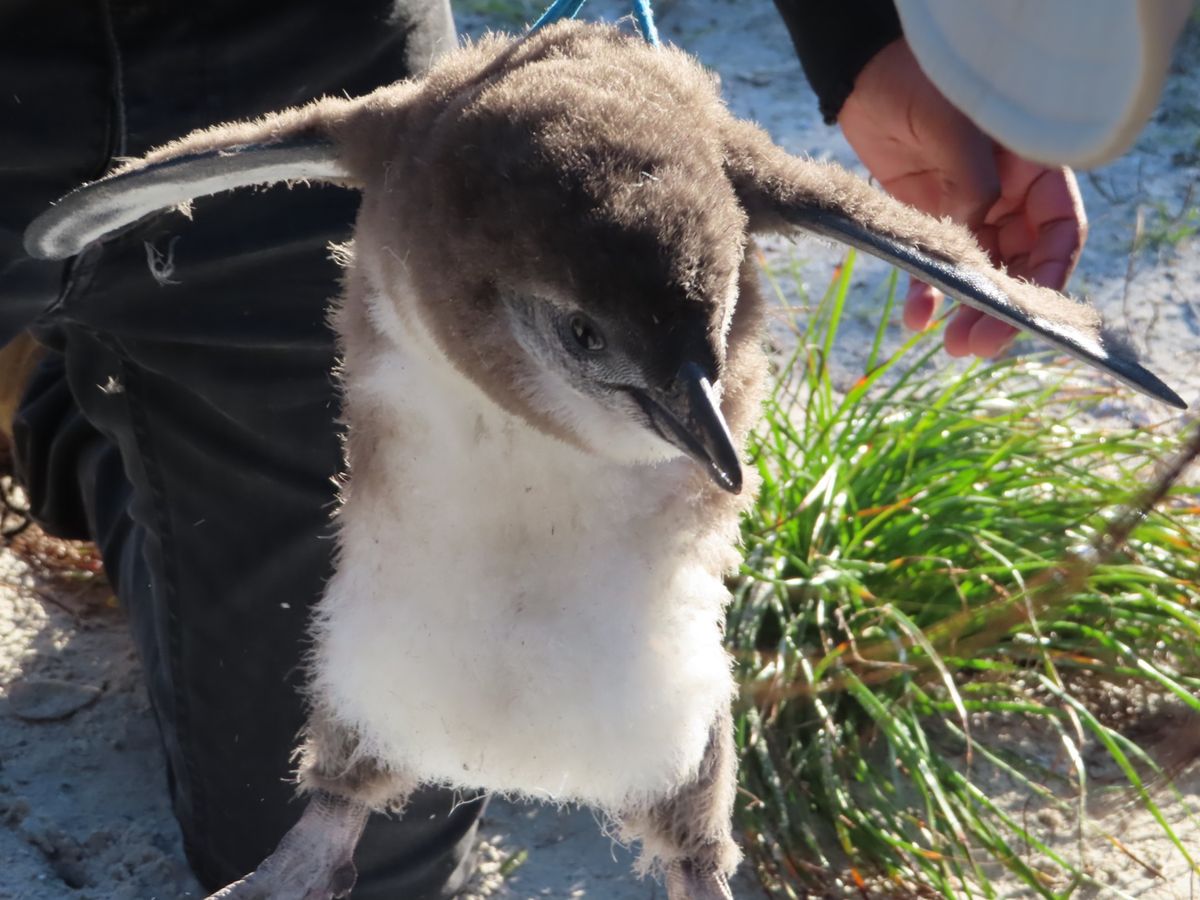 ペンギン🐧の体重測定

紐の上に秤がついてて
紐を羽の下に通して吊るして測...