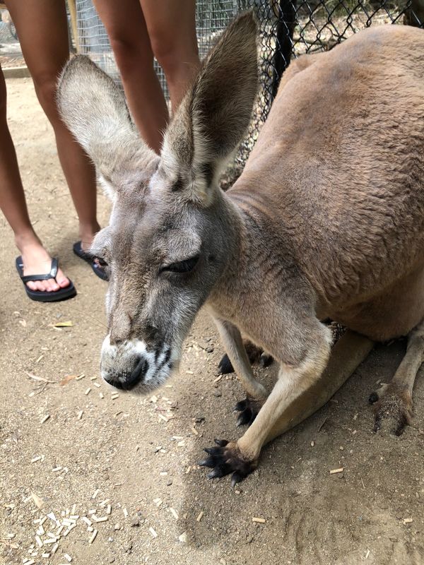 オーストラリア連邦「ゴールド·コースト」の写真