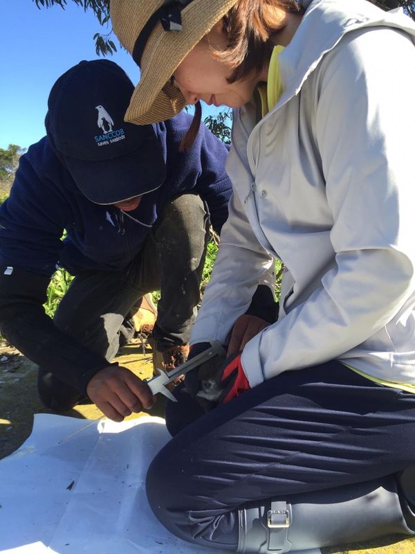 南アフリカ・ケープタウン「ペンギン調査に参加！」の写真：チックコンディションチェックは1番ペンギ...