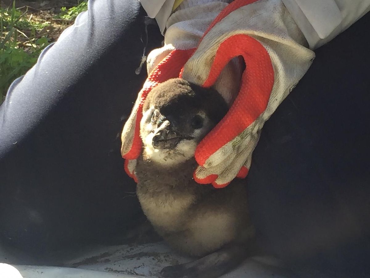 チックコンディションチェックは1番ペンギンと触れ合えるから可愛くて癒されて...