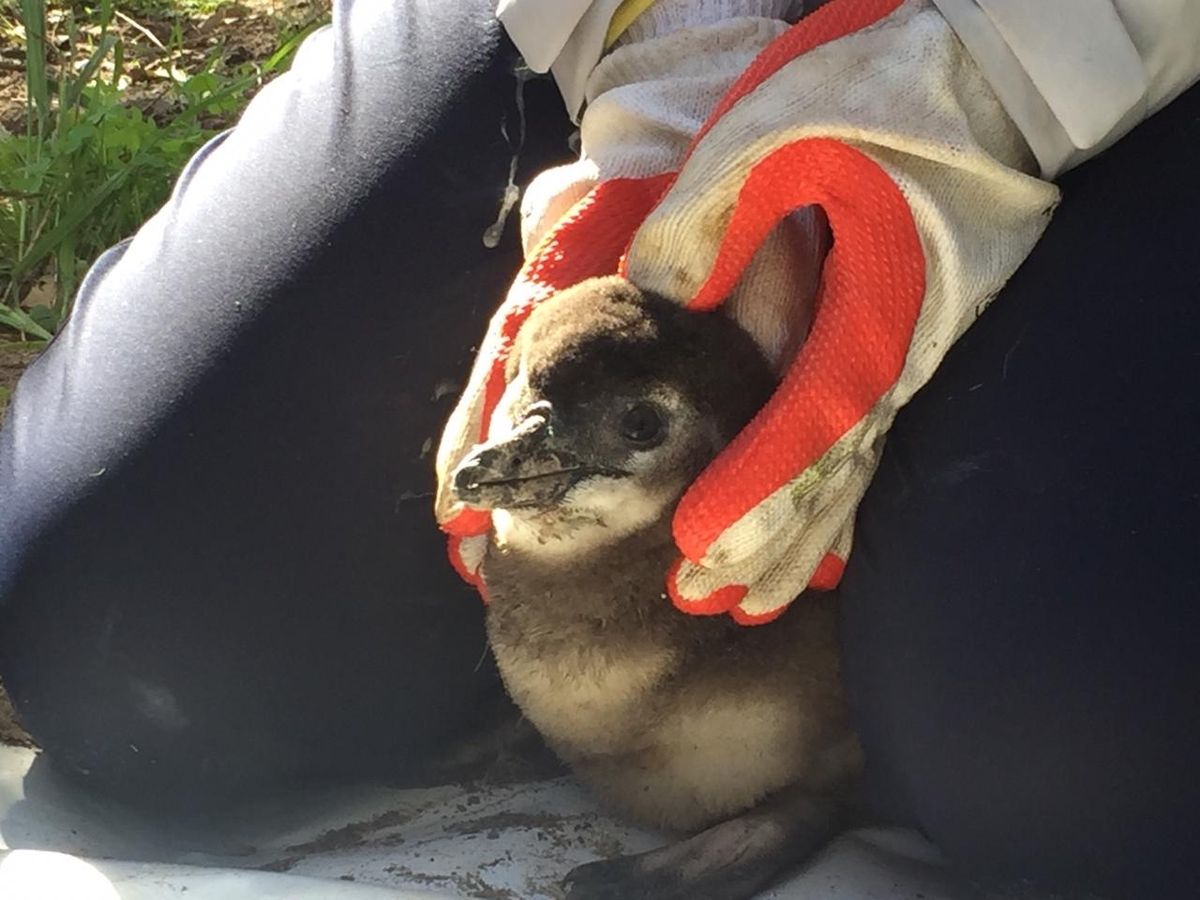 チックコンディションチェックは1番ペンギンと触れ合えるから可愛くて癒されて...