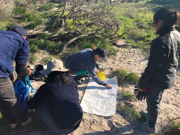 南アフリカ・ケープタウン「ペンギン調査に参加！」の写真：2018年から南アフリカでは鳥インフルエ...