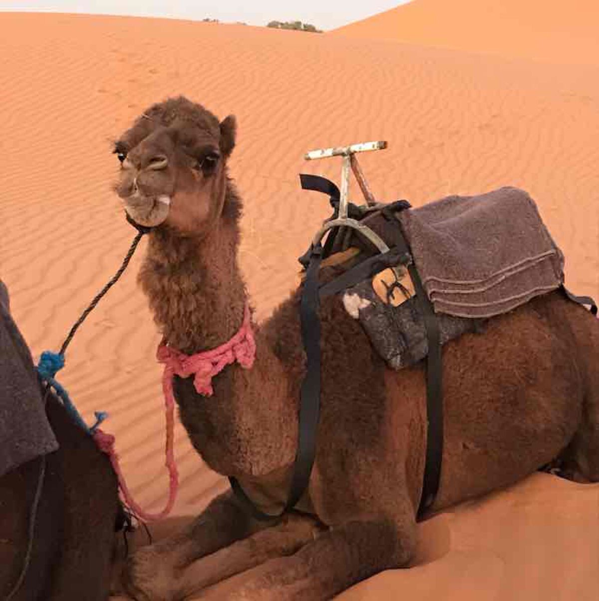 砂漠で初日の出🌅と私が乗ったかわい子ちゃん🐪🧡