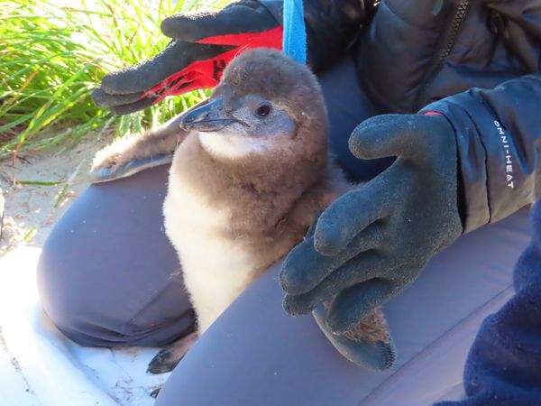 南アフリカ・ケープタウン「ペンギン調査に参加！」の写真：生え変わり前の赤ちゃんはモフモフ😍

大...