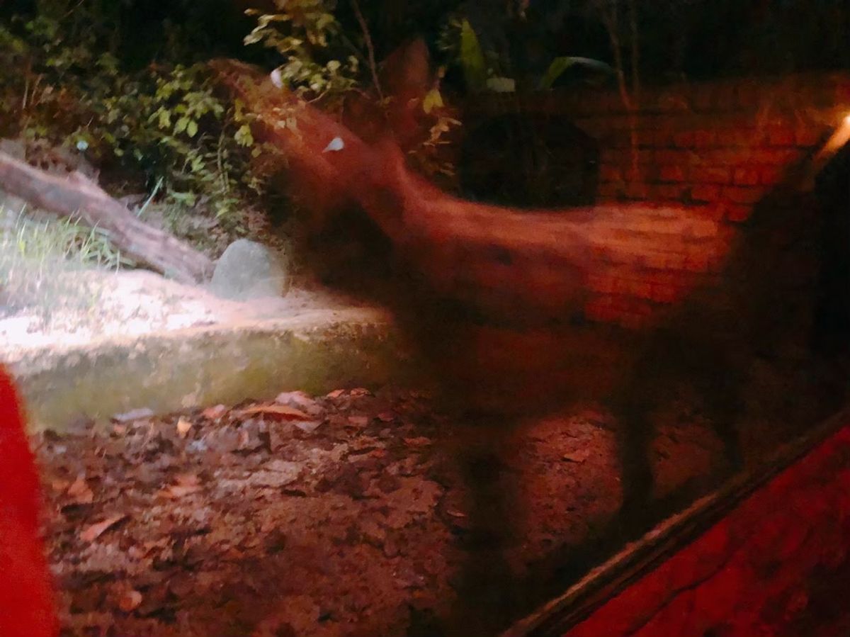 ナイトサファリでのベンガル写真は動きが速すぎてぶれる。