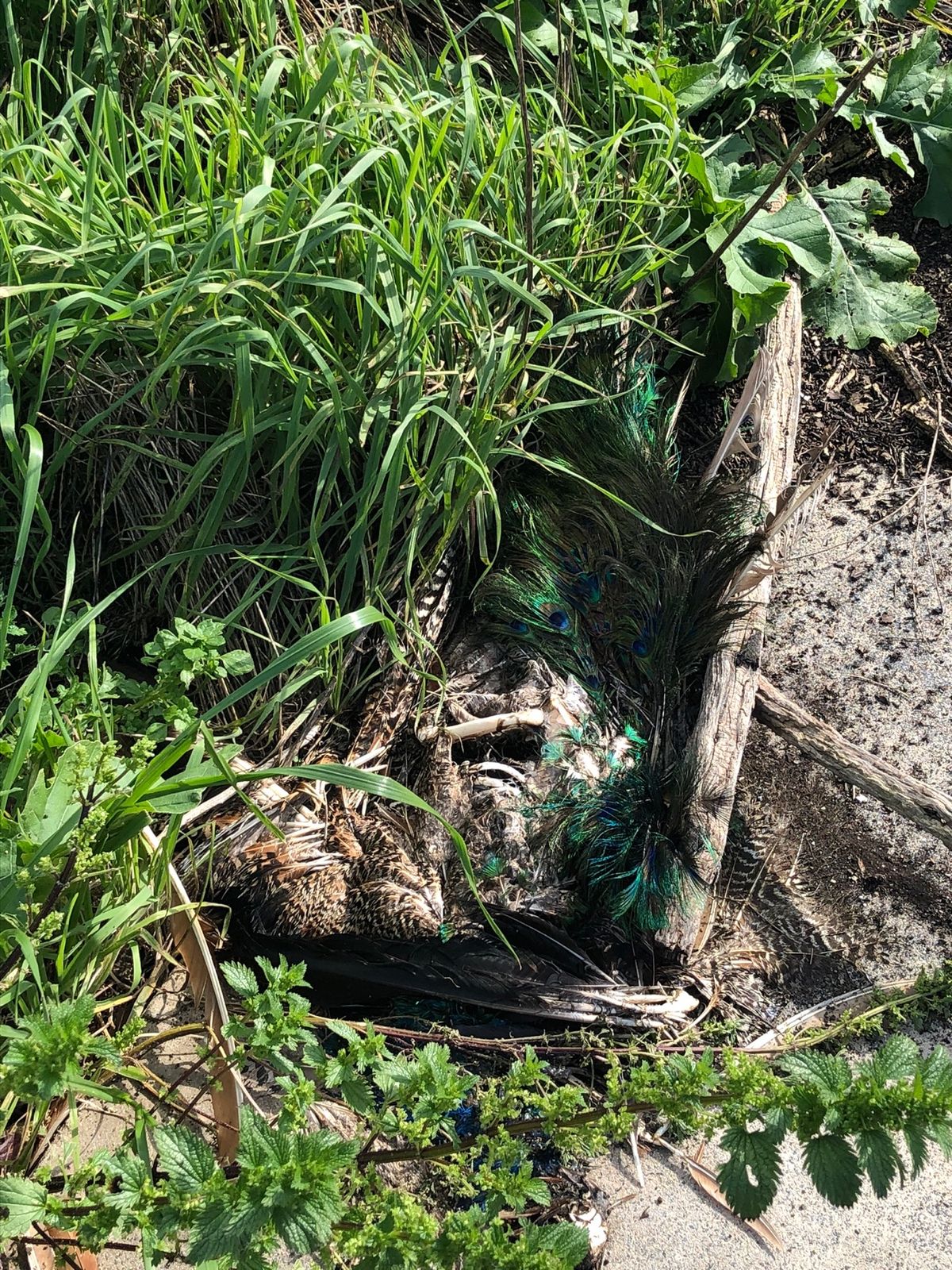 ピーコックの死骸😢

この子はロベン島最後のピーコックだったらしい
元々は...