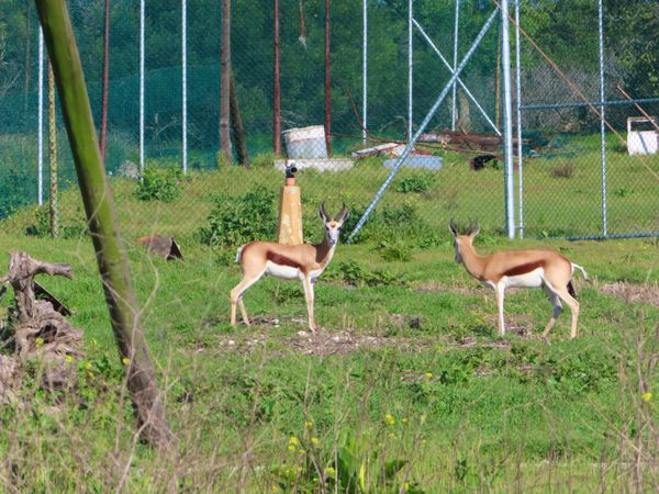 南アフリカ・ケープタウン「ペンギン調査に参加！」の写真：ペンギン調査中はたまにスプリングボックが...