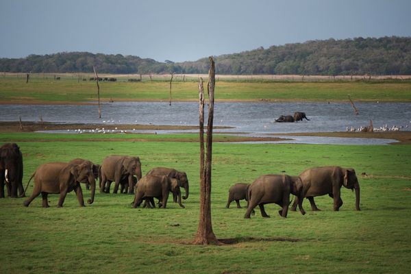 スリランカ・Colombo「スリランカ10日間」の写真：シーギリヤの宿で予約してもらい、カウダラ...