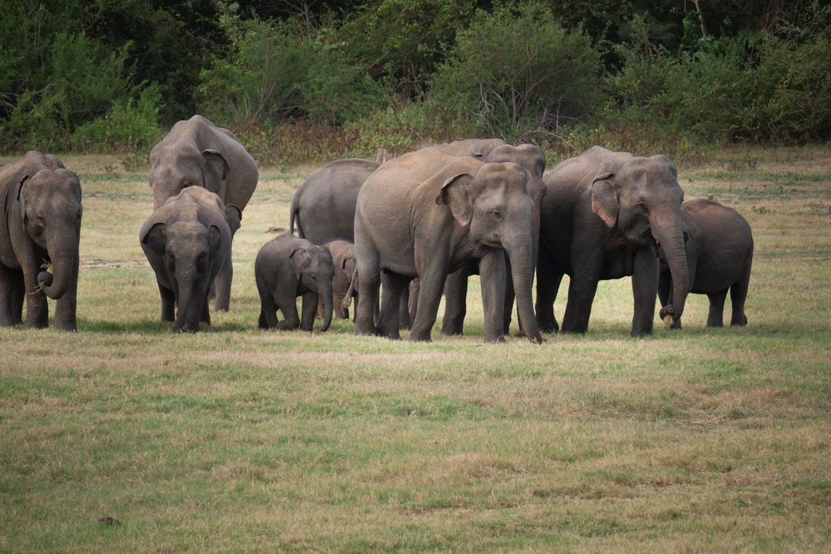 シーギリヤの宿で予約してもらい、カウダラ国立公園へ。
野生のゾウがこれでも...