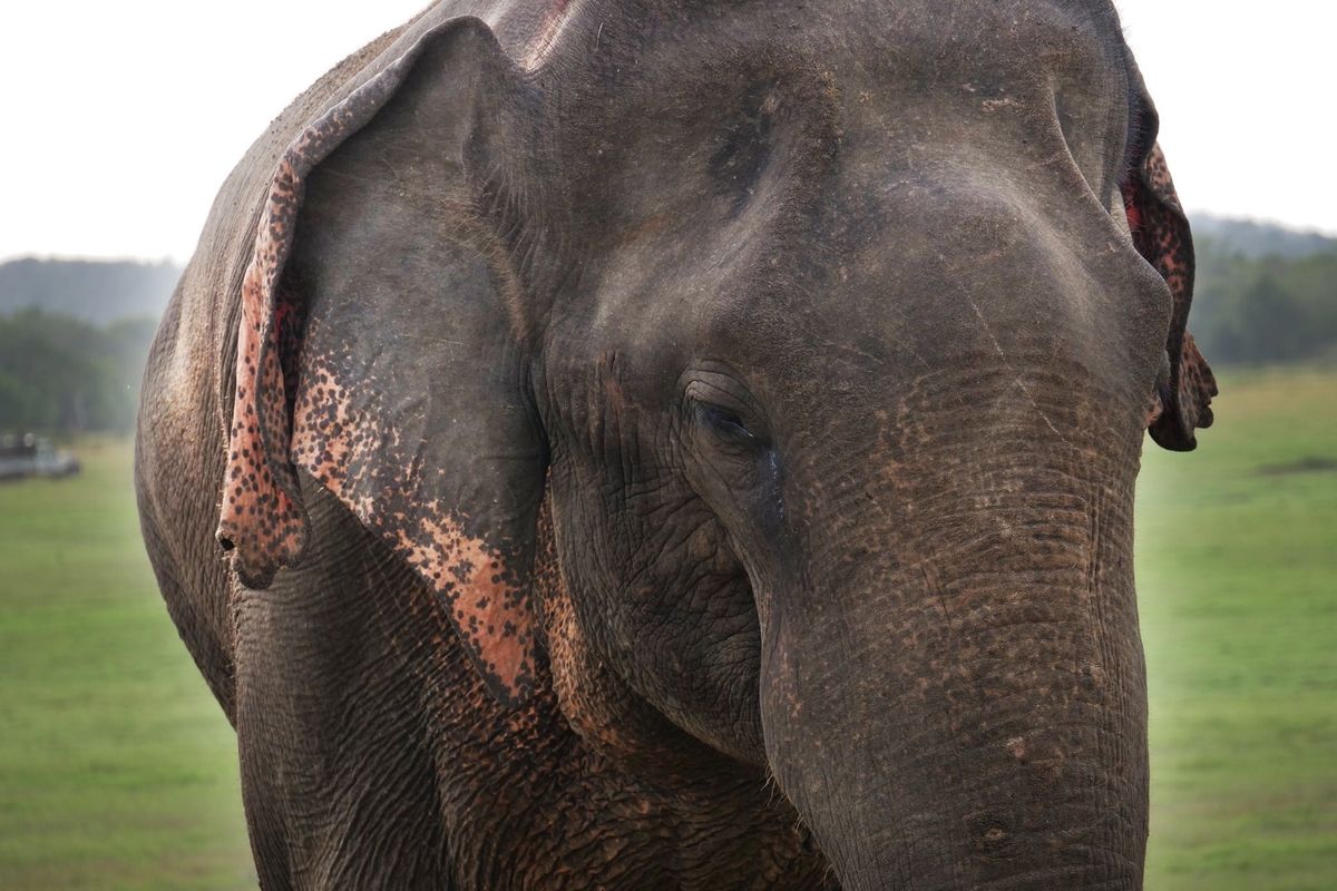 シーギリヤの宿で予約してもらい、カウダラ国立公園へ。
野生のゾウがこれでも...