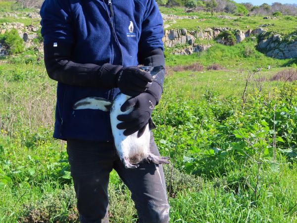南アフリカ・ケープタウン「ペンギン調査に参加！」の写真：ペンギン🐧を持つときは必ず腰などの低い位...
