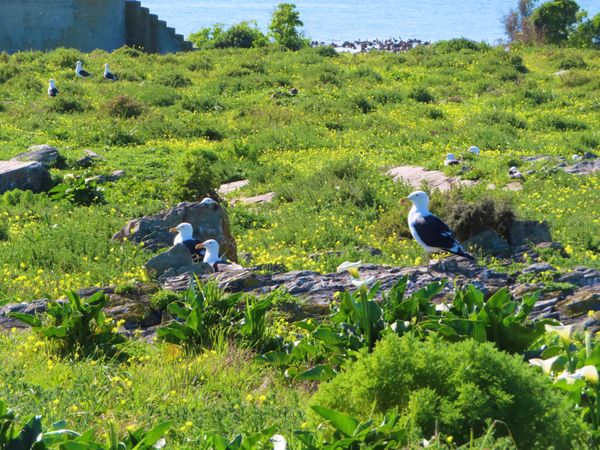 南アフリカ・ケープタウン「ペンギン調査に参加！」の写真：他の鳥さんがたくさんいるエリアにはペンギ...