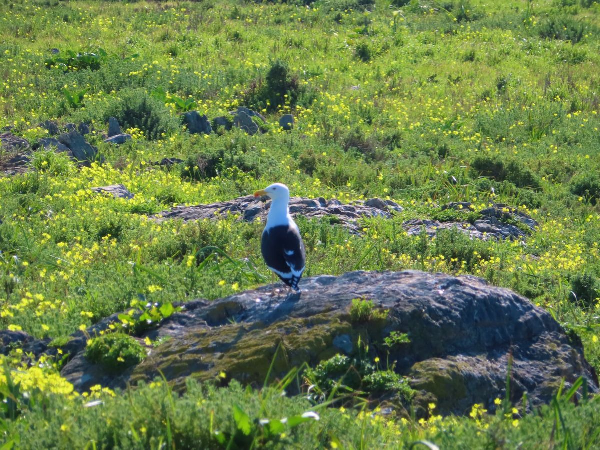 他の鳥さんがたくさんいるエリアにはペンギンの巣はあんまりありません

島に...