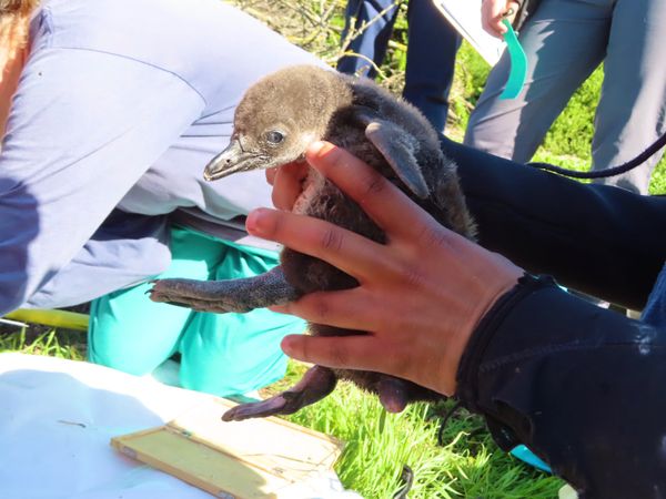 南アフリカ・ケープタウン「ペンギン調査に参加！」の写真：ロベン島のペンギンの数が減った理由は色々...