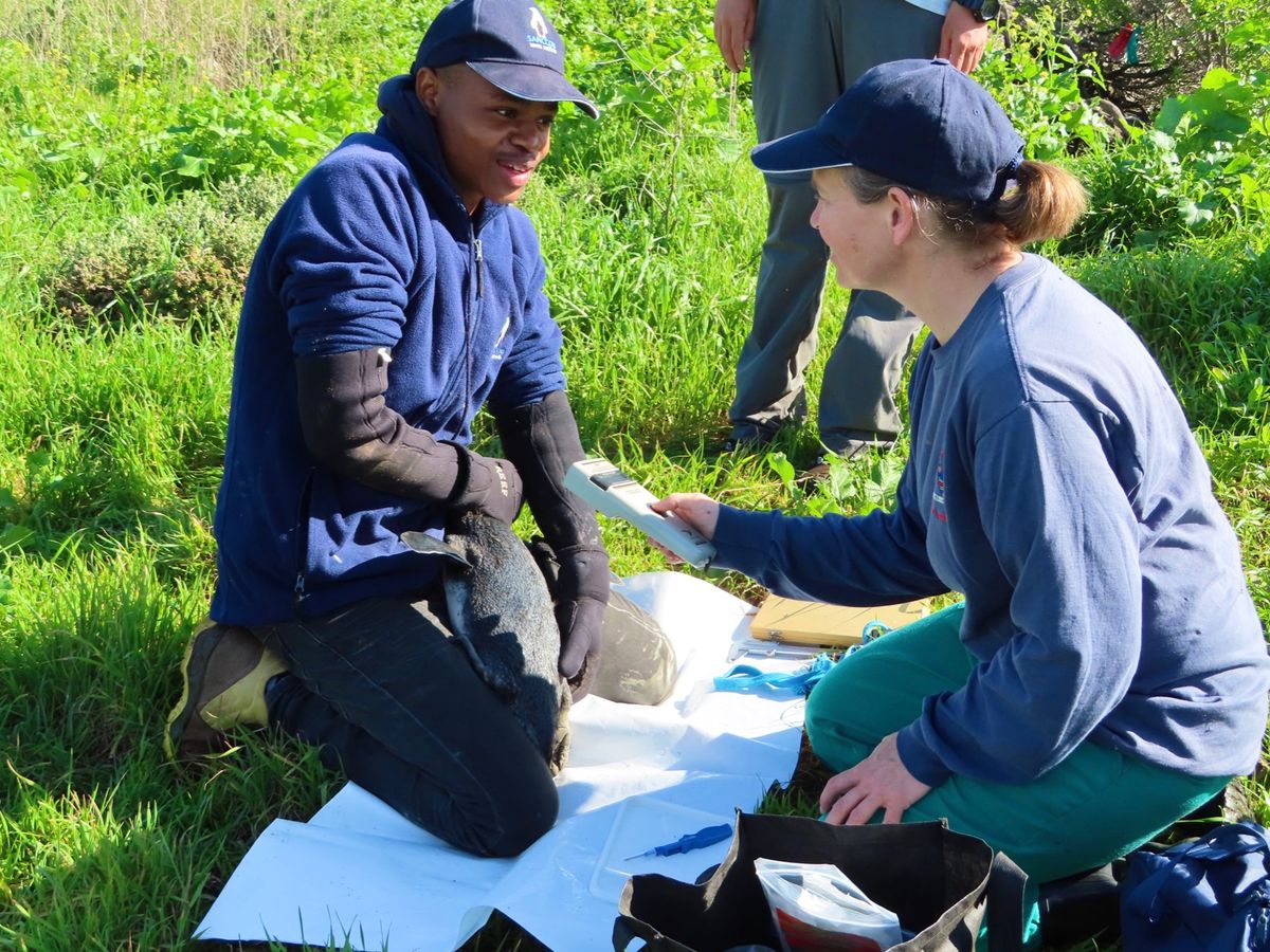 まだチップのついていない子🐧にチップを埋め込むところ（主に大人か、巣立ちが...
